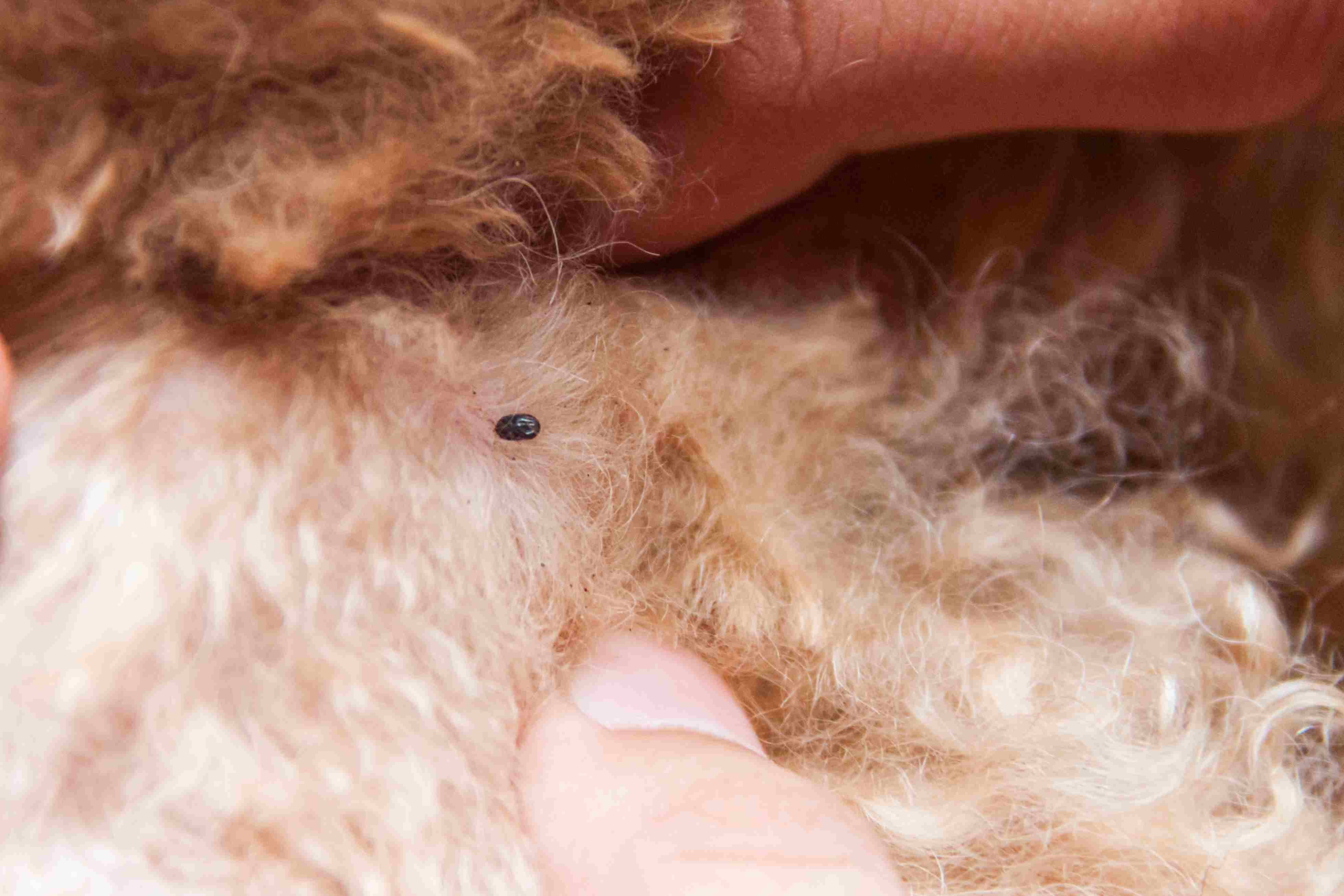 10 Essential Dog Health Problems Every Owner Should Know
