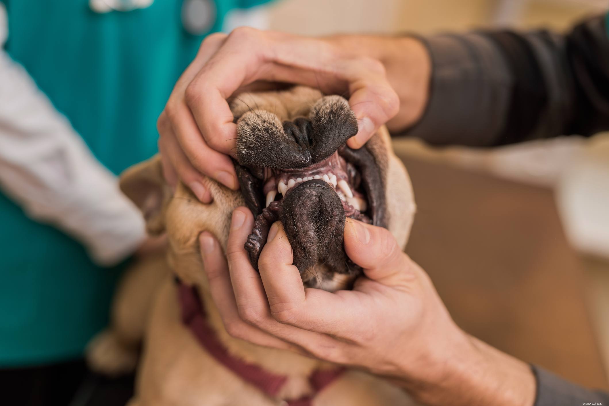 10 Essential Dog Health Problems Every Owner Should Know