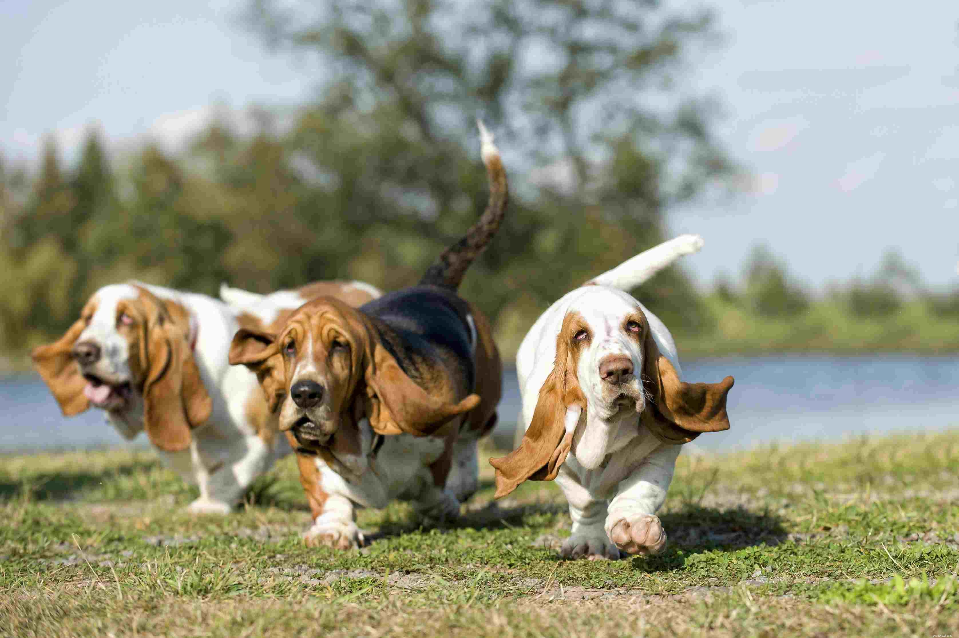 10 Essential Dog Health Problems Every Owner Should Know