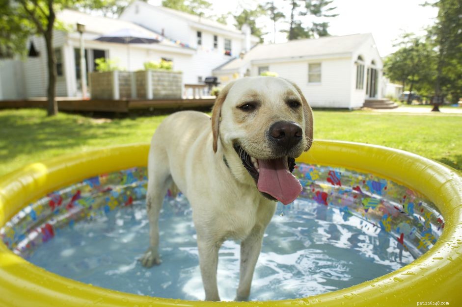 When Is It Too Hot for Your Dog? Protecting Pets from Heat Stress