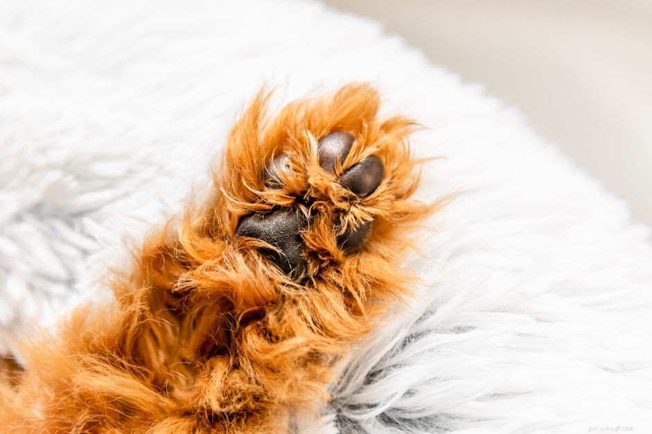 Immediate Care Steps for a Dog with a Broken Toe