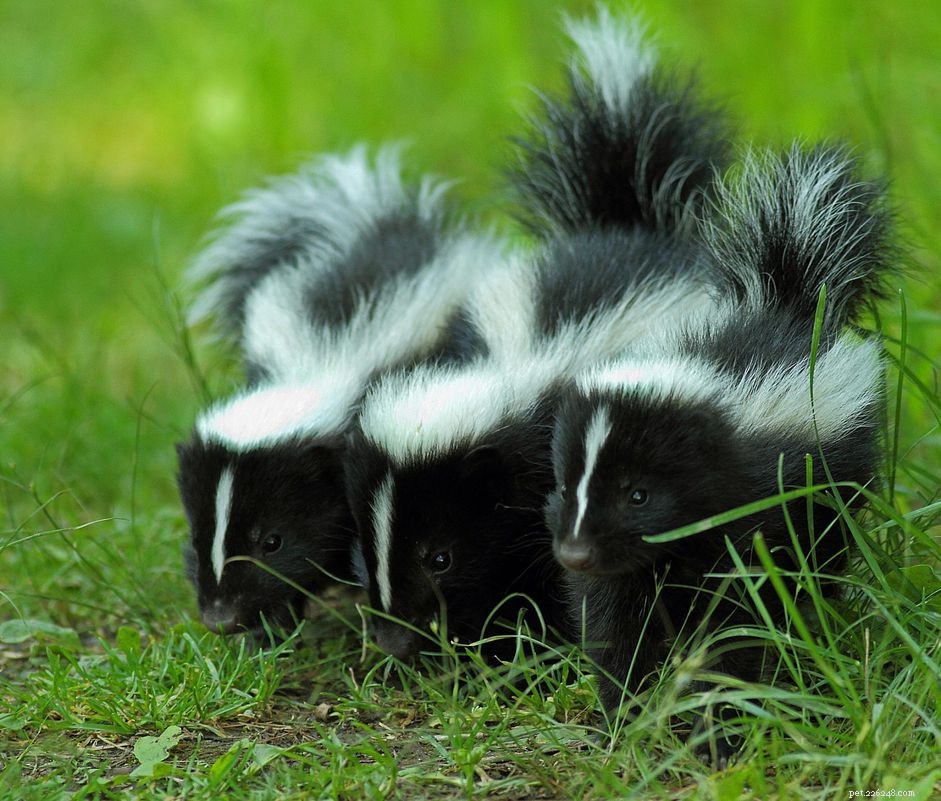 Immediate Steps to Safely Treat Your Pet After a Skunk Eye Spray