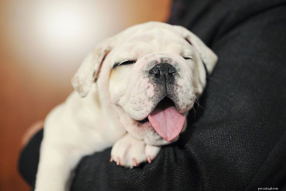 Dog Abscesses: Quick Identification & Effective Treatment Guide