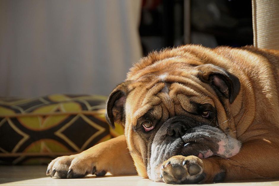 Understanding and Managing Vomiting in Dogs: Causes, Treatment, and Prevention
