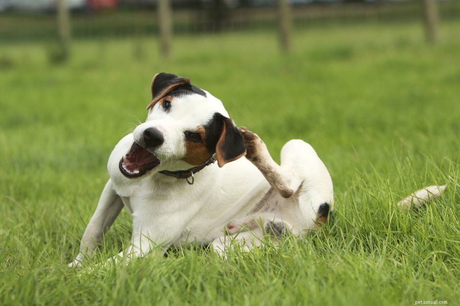 Dog Allergies to Human Dander: Causes, Symptoms, and Effective Treatments