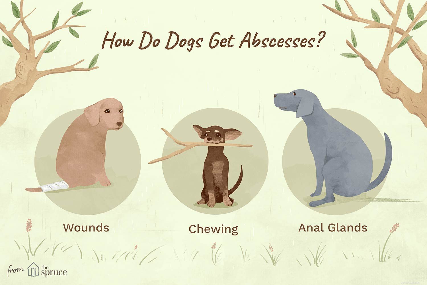 Dog Abscesses: Quick Identification & Effective Treatment Guide