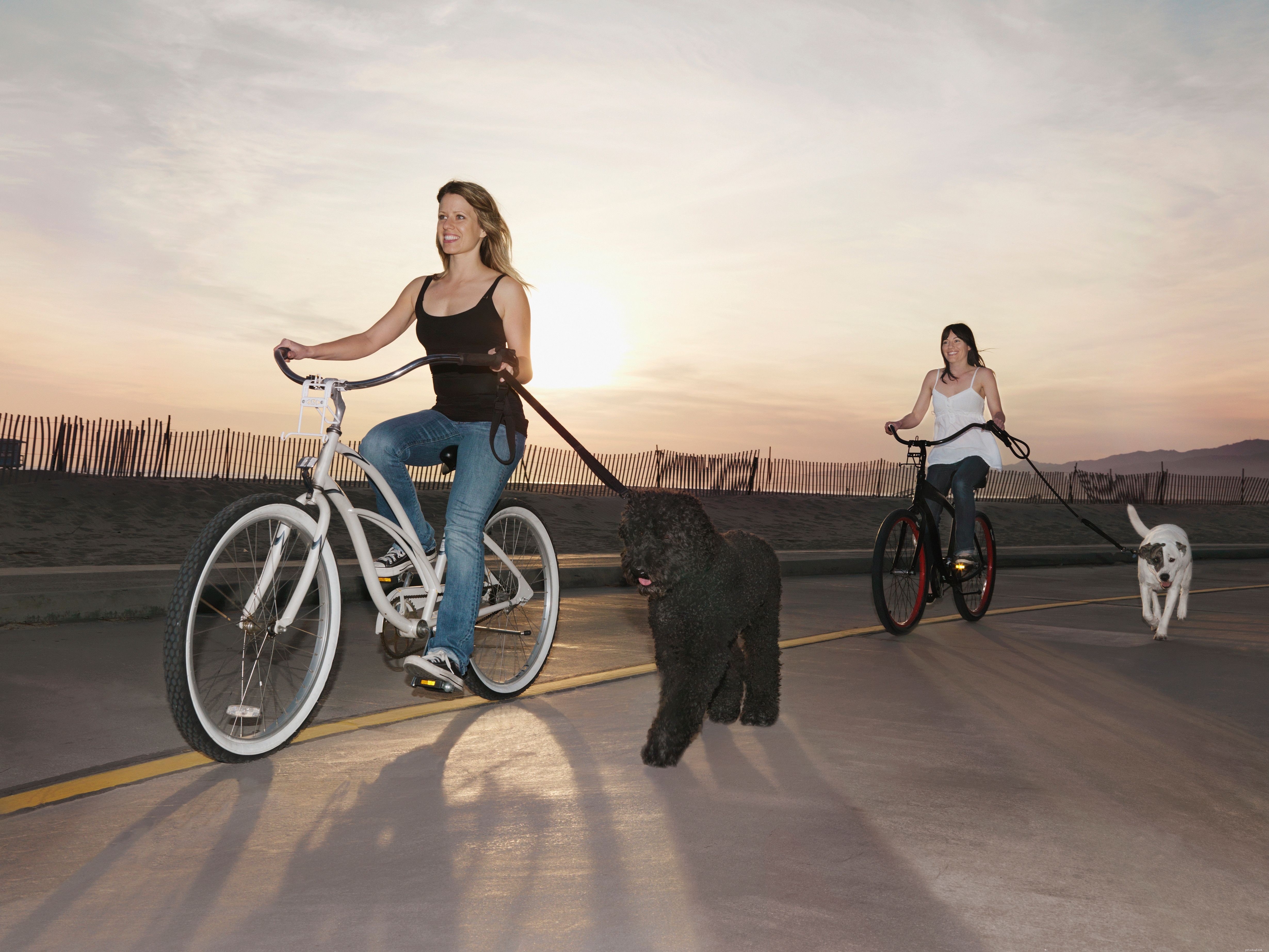 Top Proven Exercises to Keep Your Dog Healthy and Happy