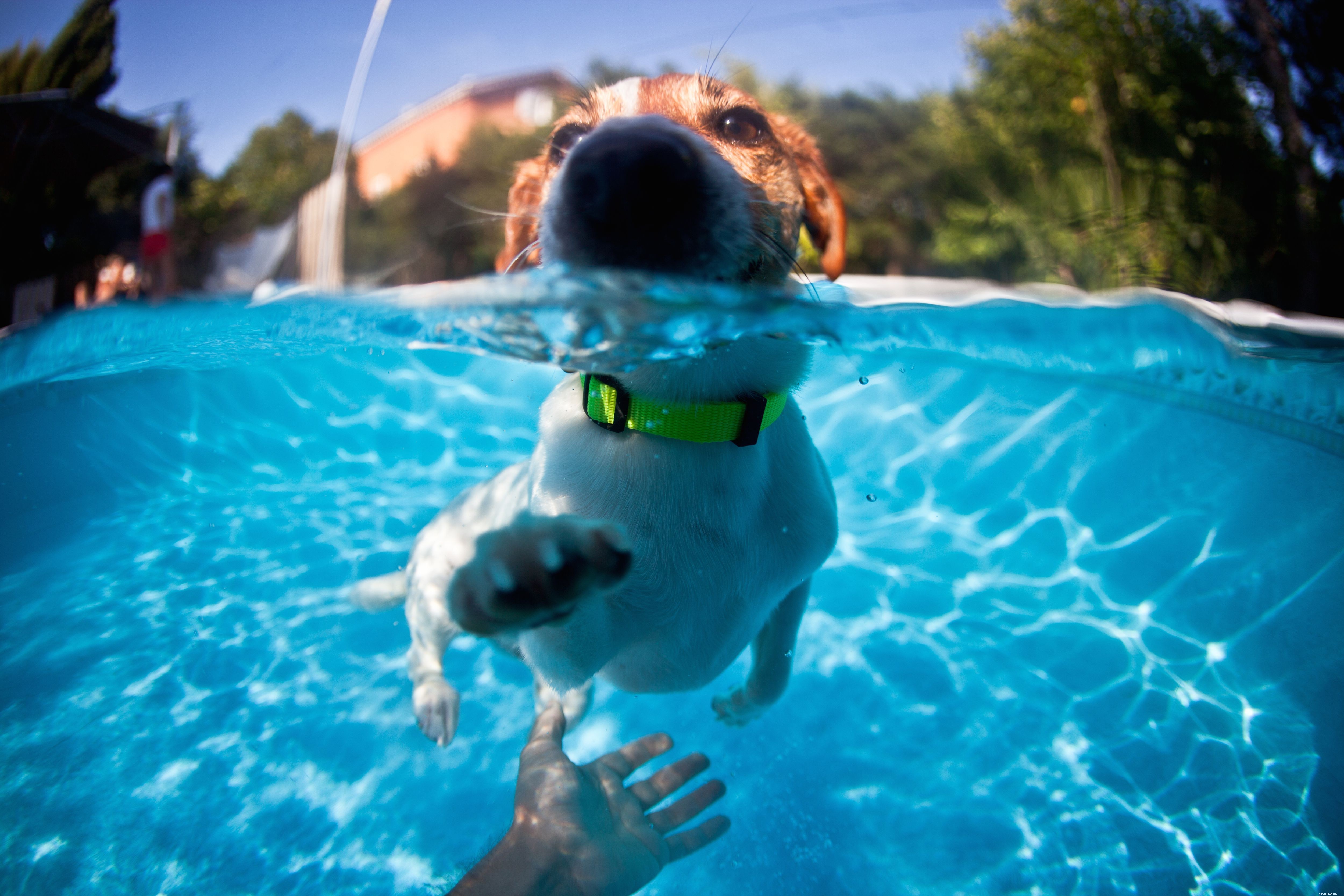 Top Proven Exercises to Keep Your Dog Healthy and Happy