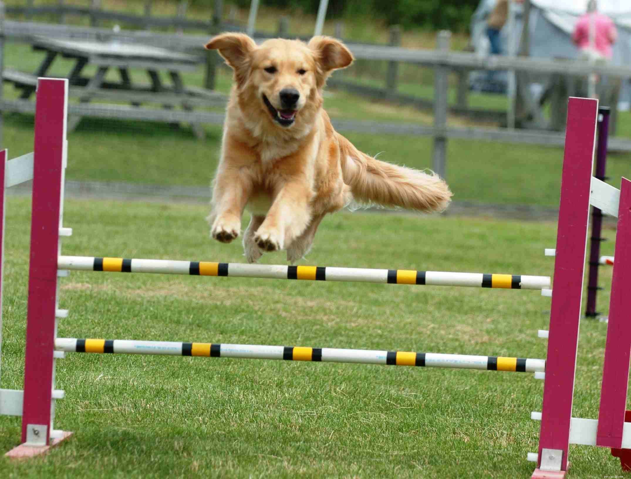 Top Proven Exercises to Keep Your Dog Healthy and Happy