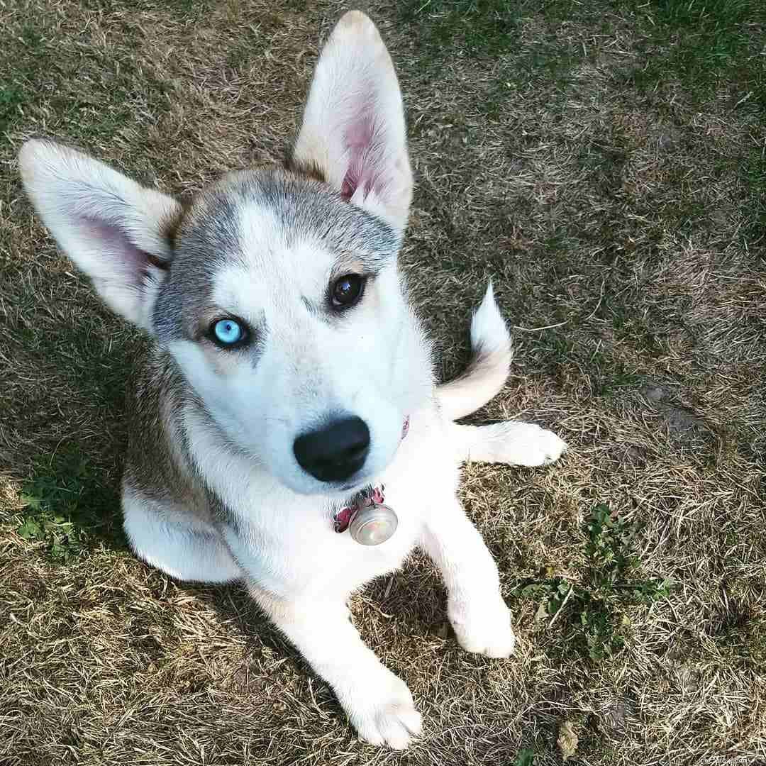 8 Surprising Insights into the World of Siberian Huskies
