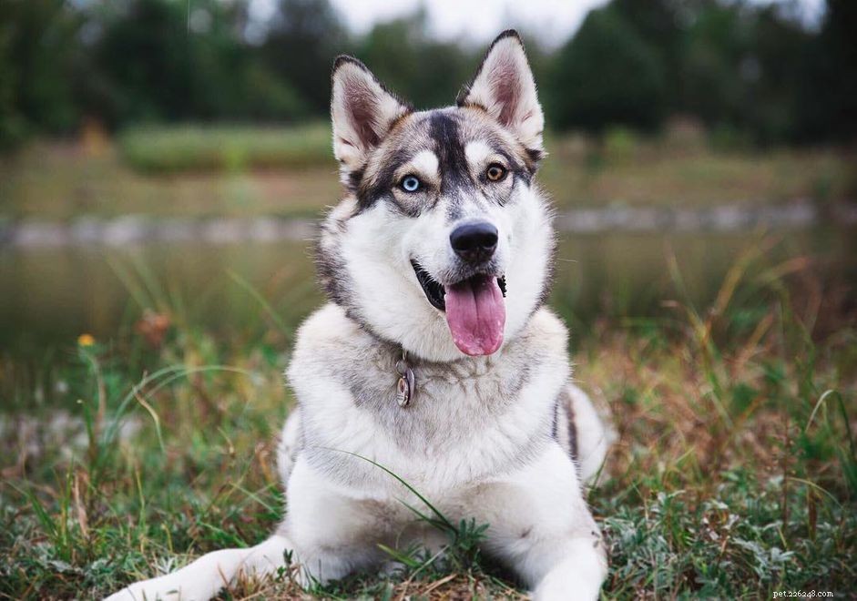 8 Surprising Insights into the World of Siberian Huskies