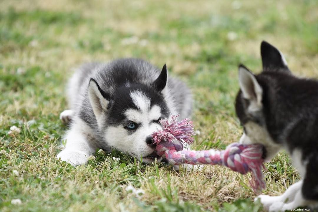 8 Surprising Insights into the World of Siberian Huskies