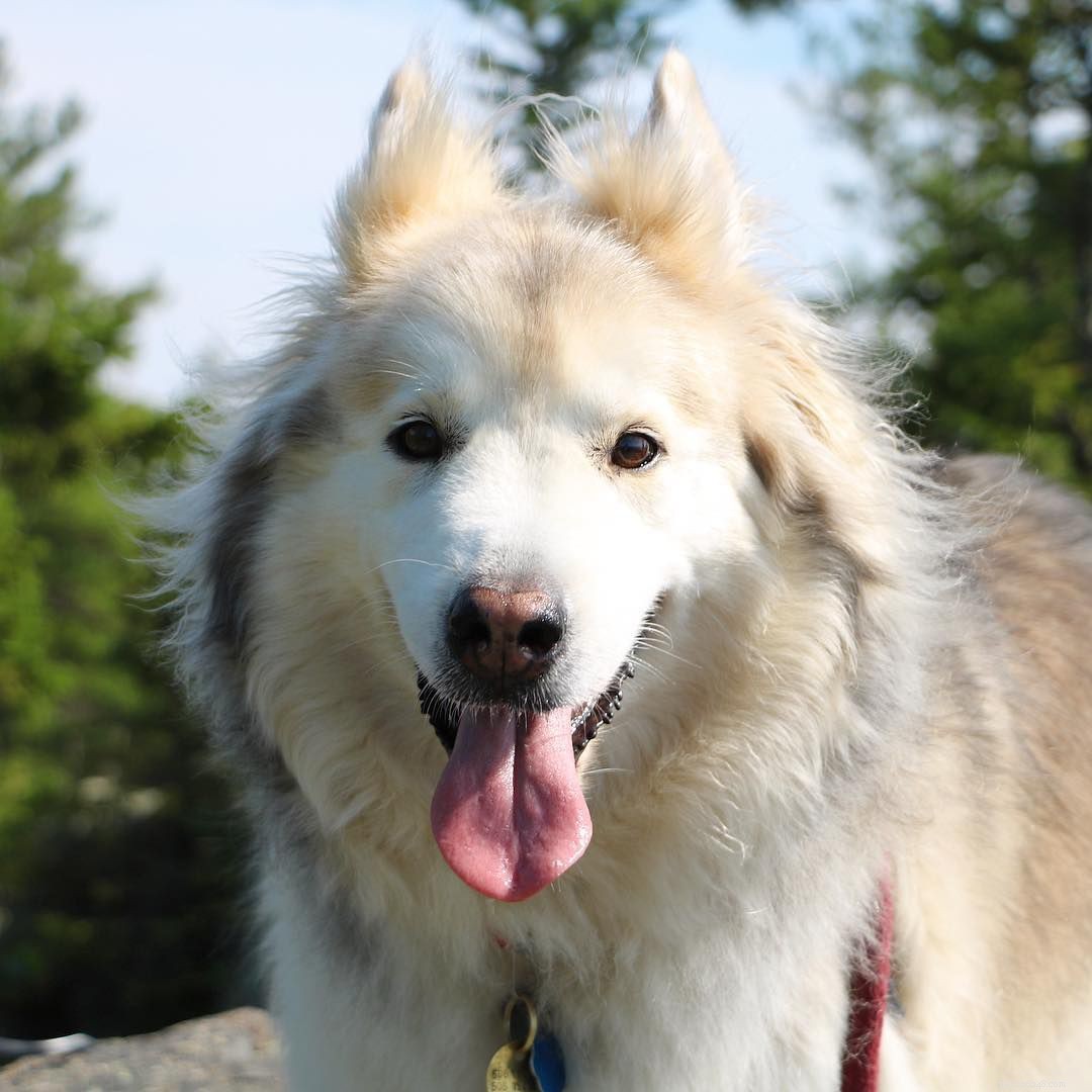 8 Surprising Insights into the World of Siberian Huskies