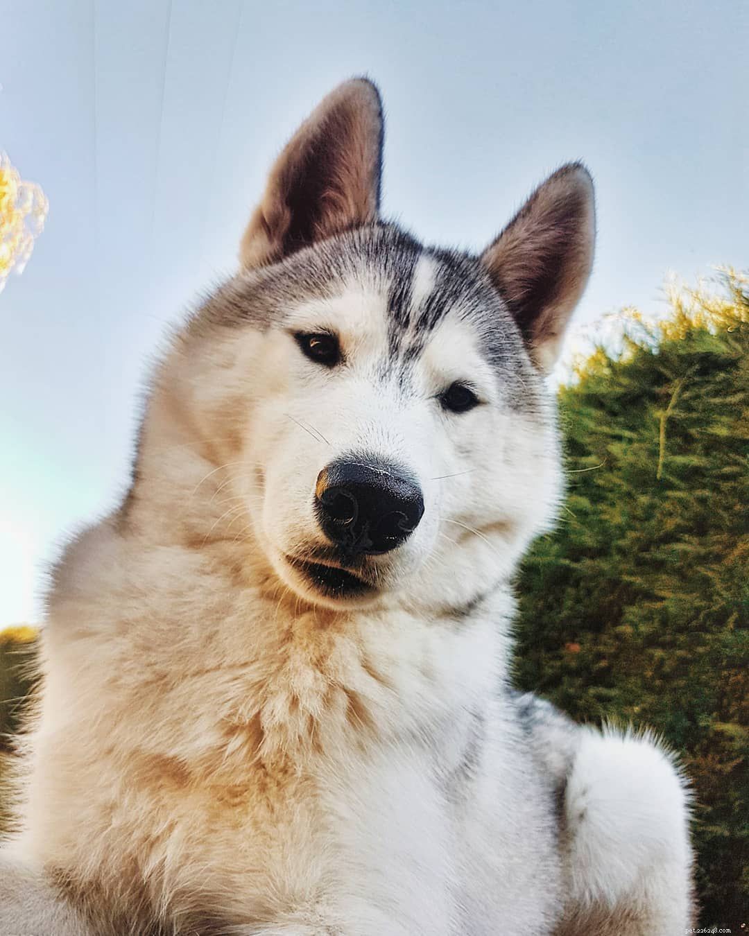 8 Surprising Insights into the World of Siberian Huskies