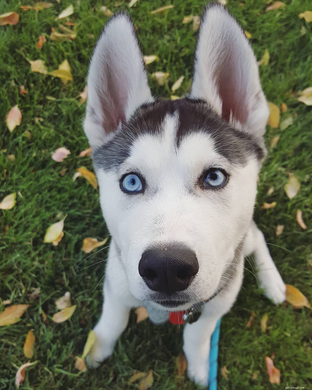 8 Surprising Insights into the World of Siberian Huskies