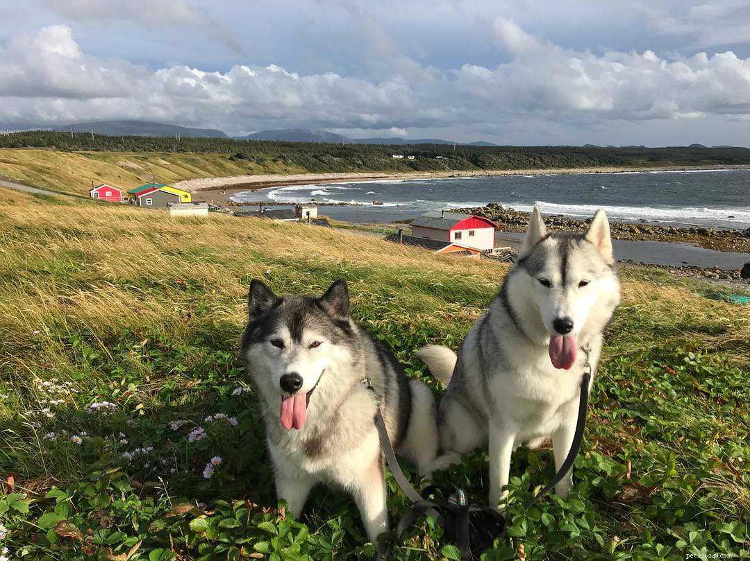 8 Surprising Insights into the World of Siberian Huskies