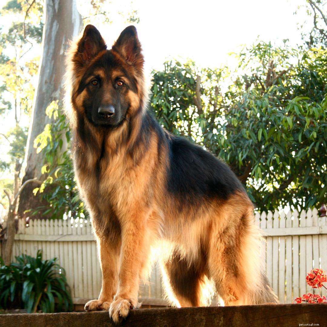16 Stunning German Shepherds & Puppies: Heartwarming Photos & Fun Facts