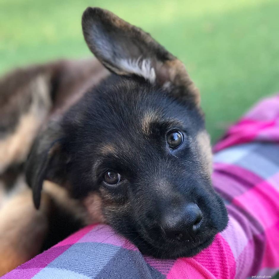 16 Stunning German Shepherds & Puppies: Heartwarming Photos & Fun Facts