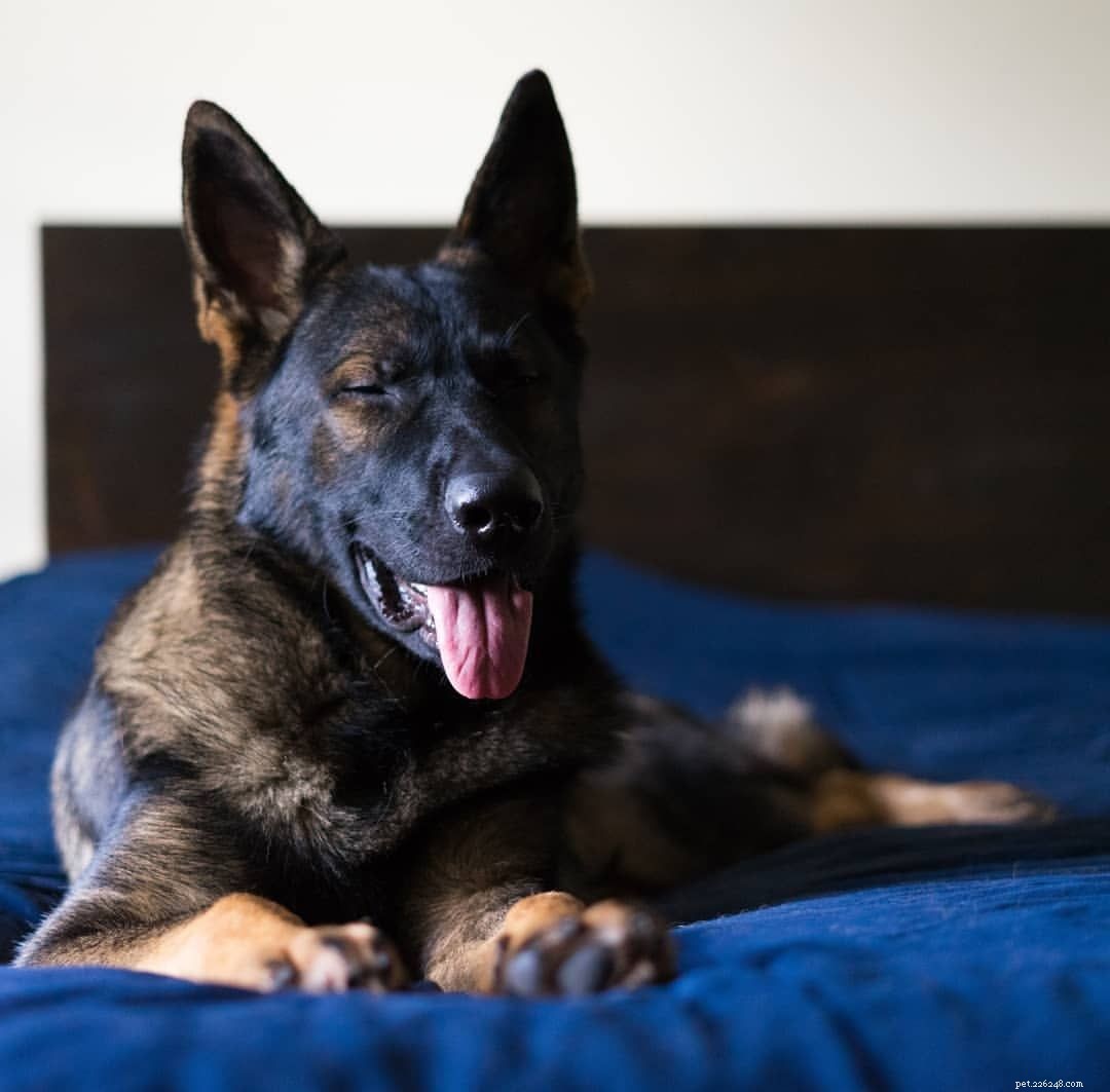 16 Stunning German Shepherds & Puppies: Heartwarming Photos & Fun Facts