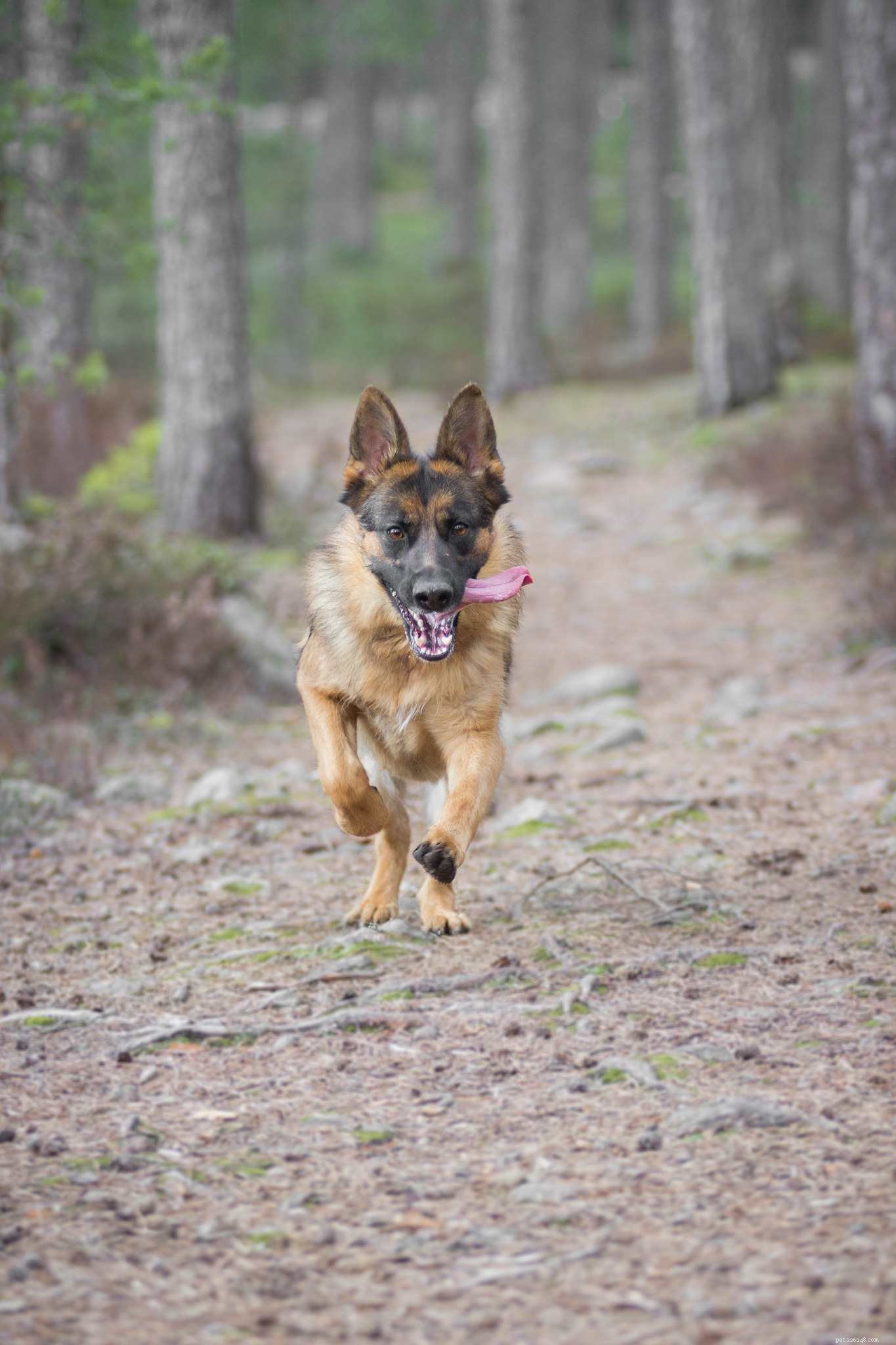 16 Stunning German Shepherds & Puppies: Heartwarming Photos & Fun Facts