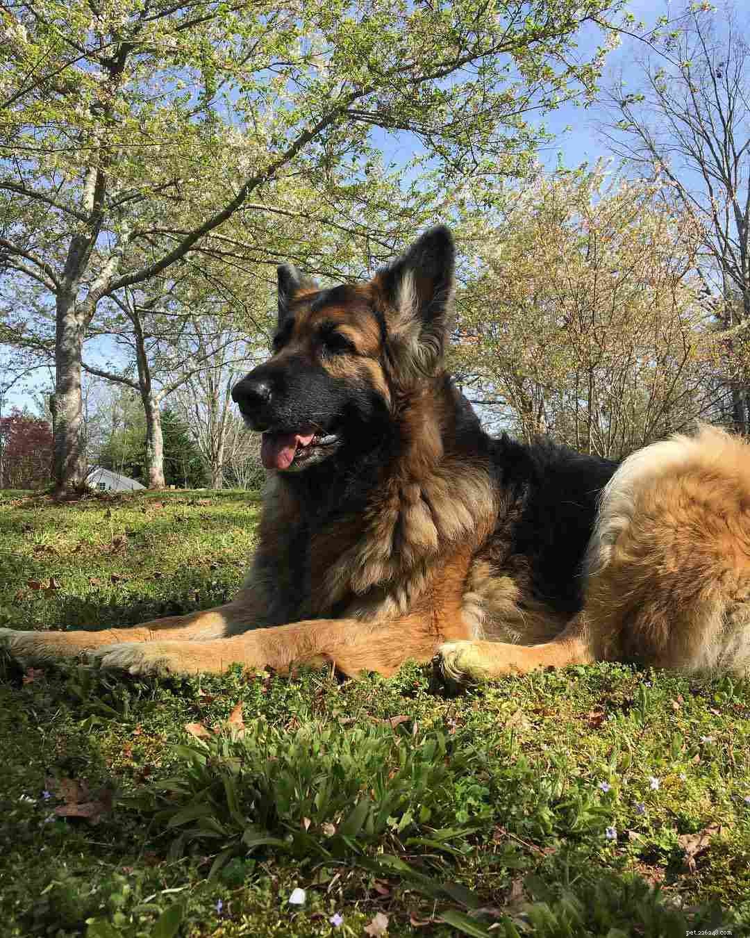 16 Stunning German Shepherds & Puppies: Heartwarming Photos & Fun Facts