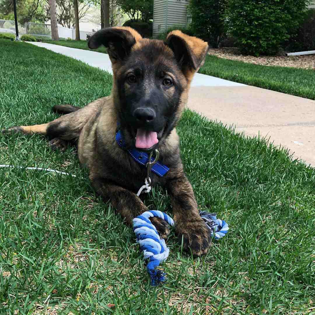 16 Stunning German Shepherds & Puppies: Heartwarming Photos & Fun Facts