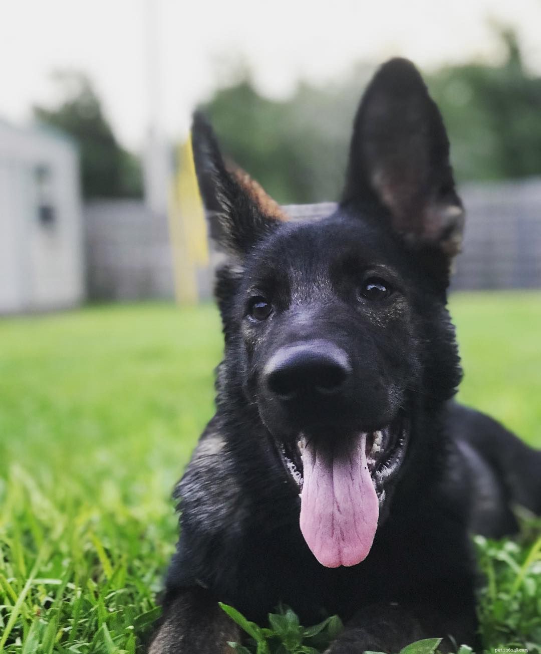 16 Stunning German Shepherds & Puppies: Heartwarming Photos & Fun Facts