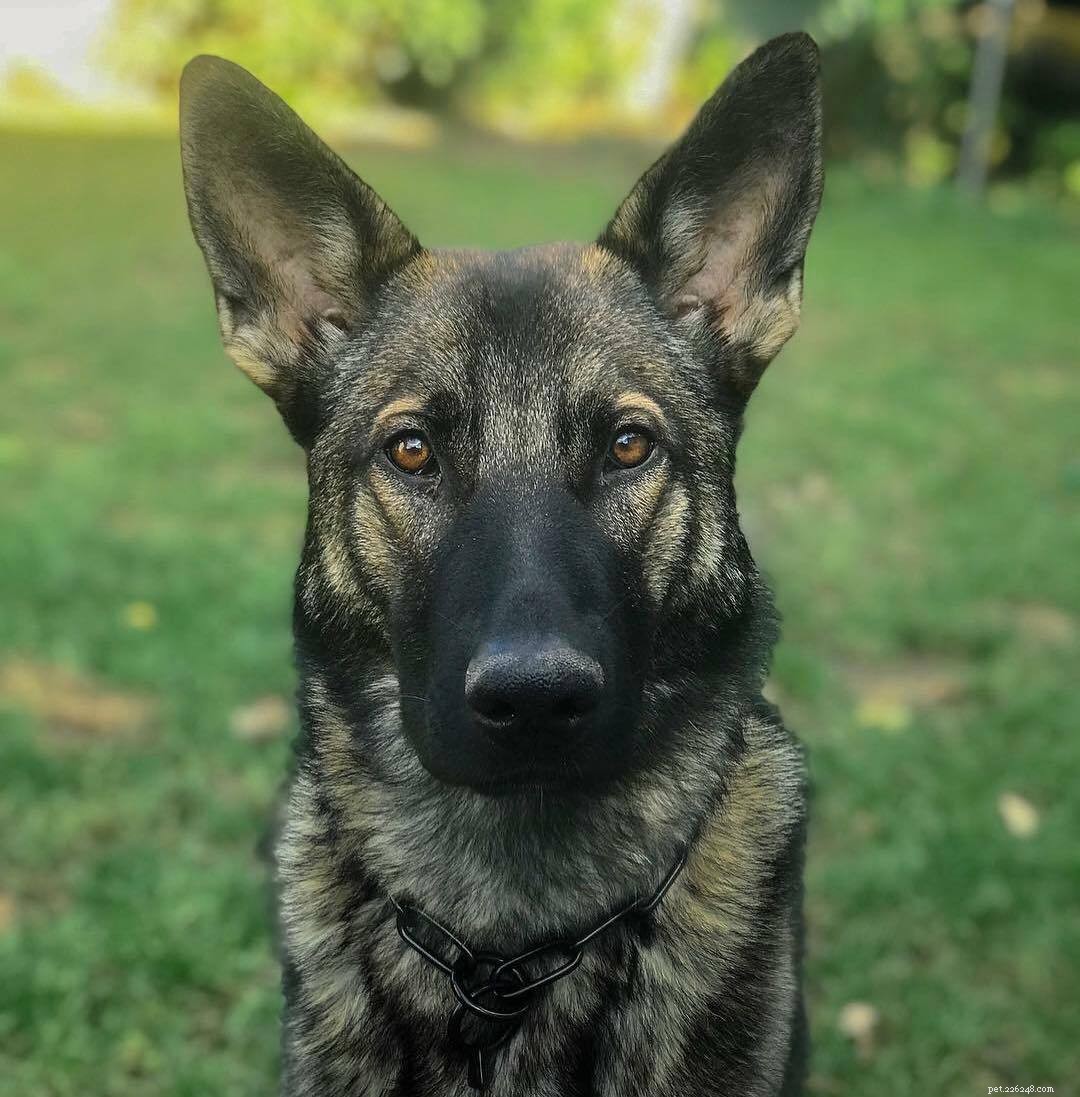 16 Stunning German Shepherds & Puppies: Heartwarming Photos & Fun Facts