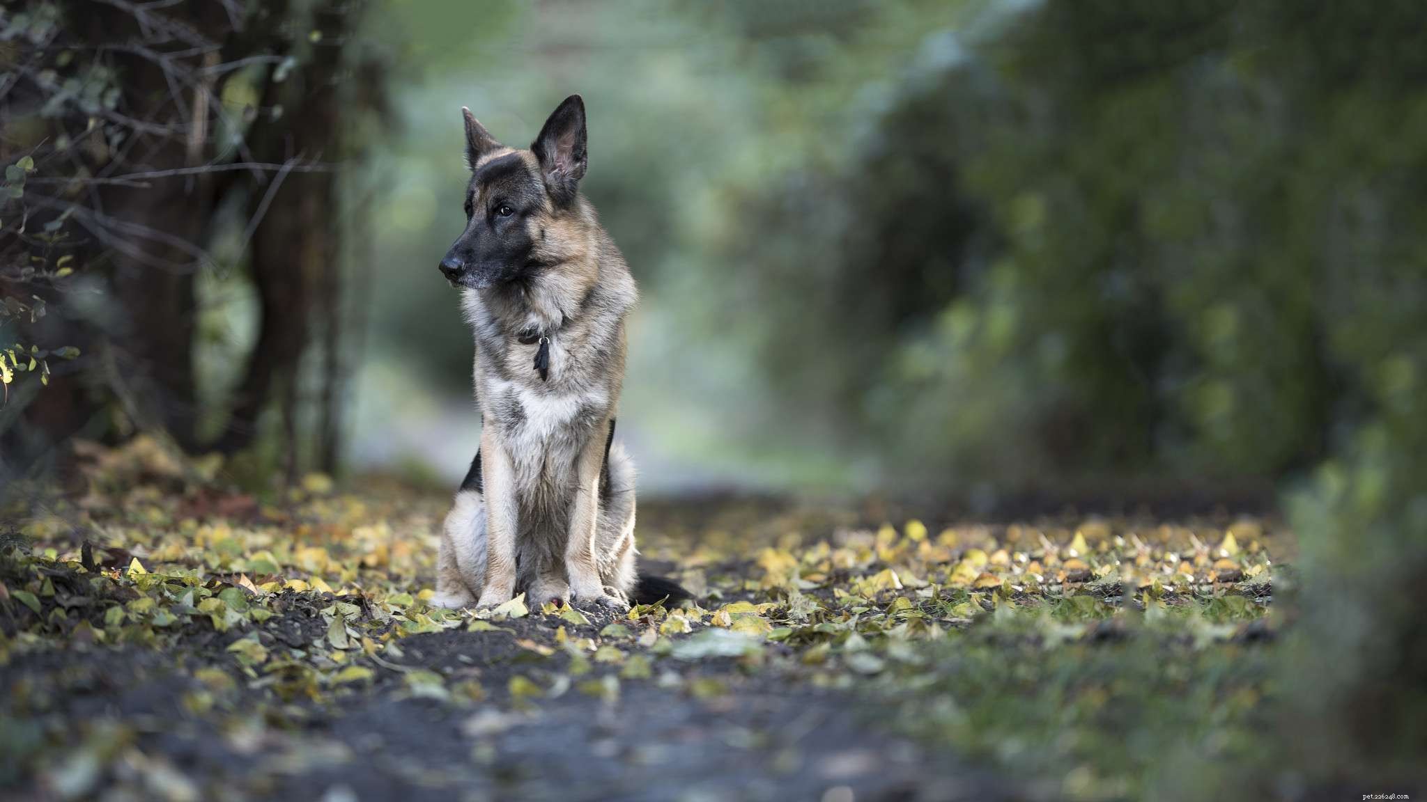 16 Stunning German Shepherds & Puppies: Heartwarming Photos & Fun Facts