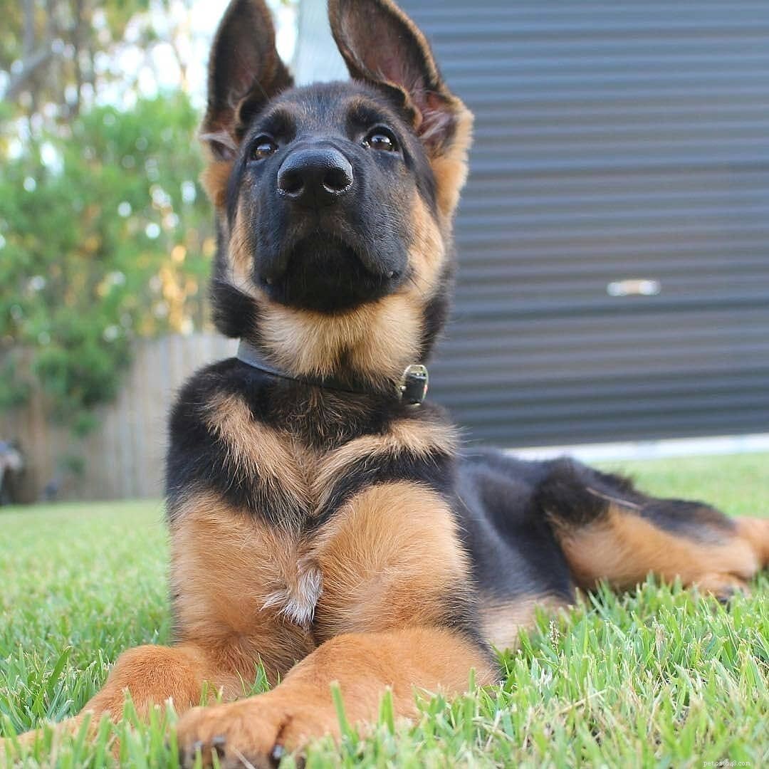 16 Stunning German Shepherds & Puppies: Heartwarming Photos & Fun Facts