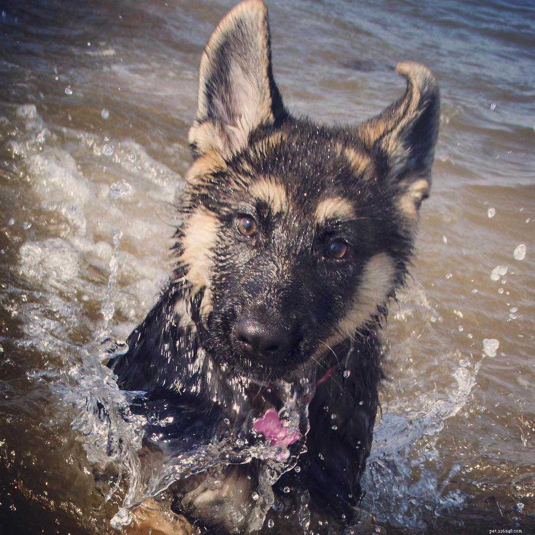 16 Stunning German Shepherds & Puppies: Heartwarming Photos & Fun Facts