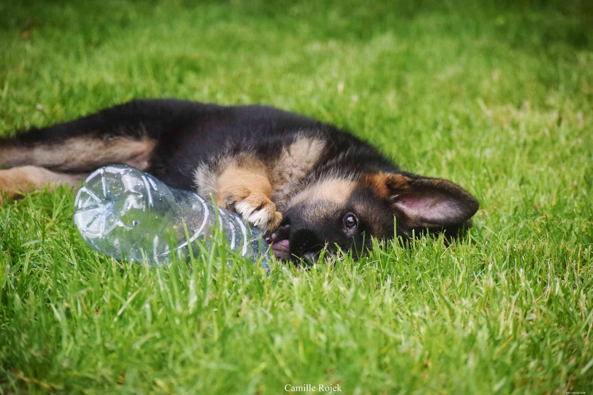 16 Stunning German Shepherds & Puppies: Heartwarming Photos & Fun Facts