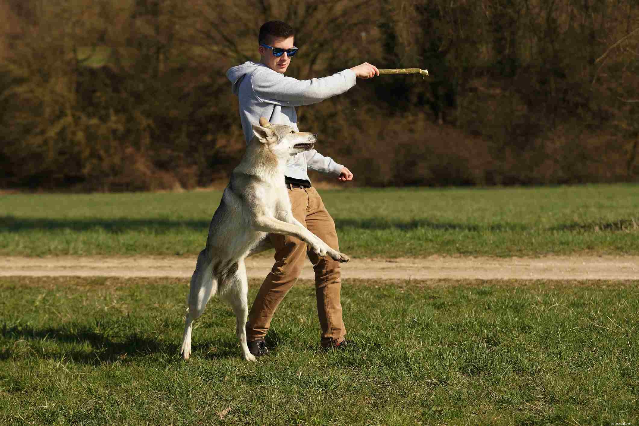 Keeping a Wolf Dog: What You Need to Know About Traits, Care, and Legality