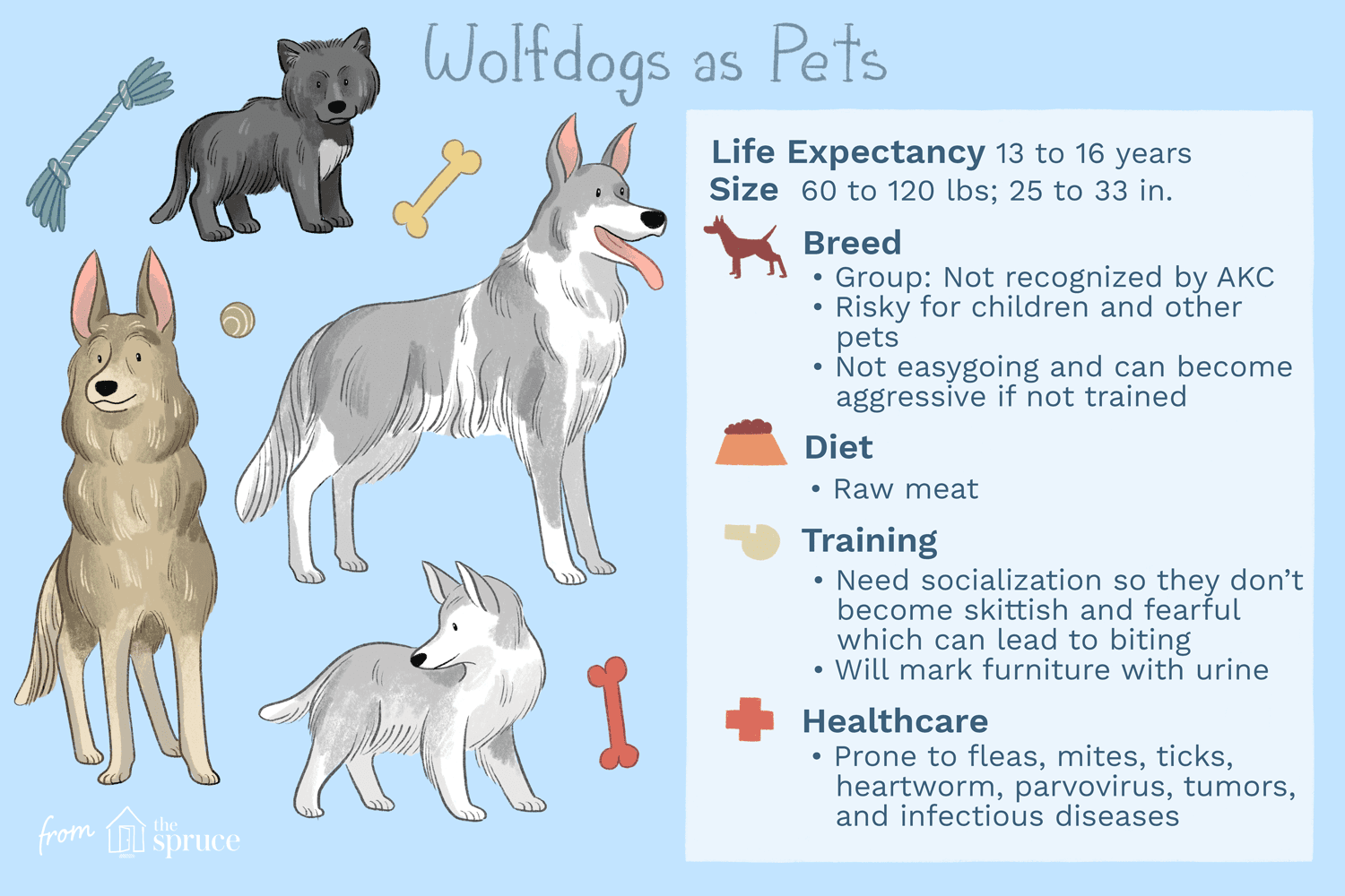 Keeping a Wolf Dog: What You Need to Know About Traits, Care, and Legality