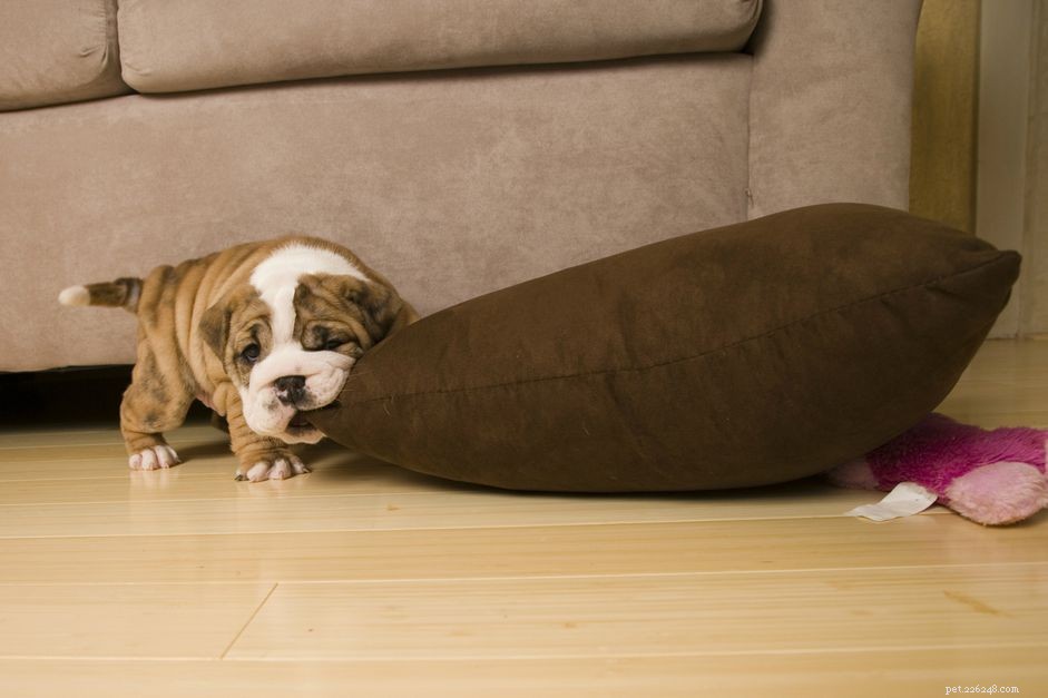 How to Stop Your Puppy from Chewing Everything: Proven Strategies