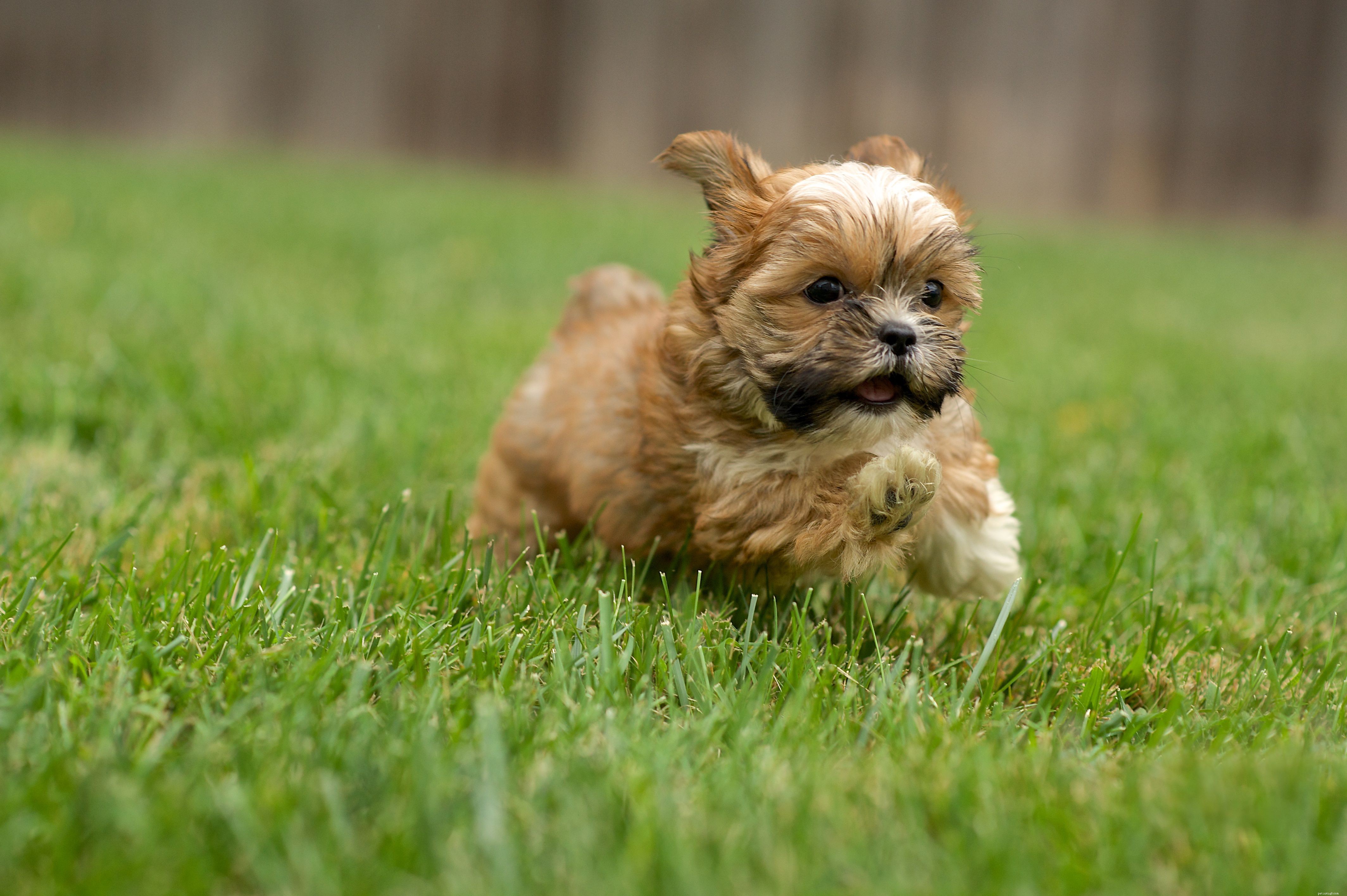 How to Stop Your Puppy from Chewing Everything: Proven Strategies