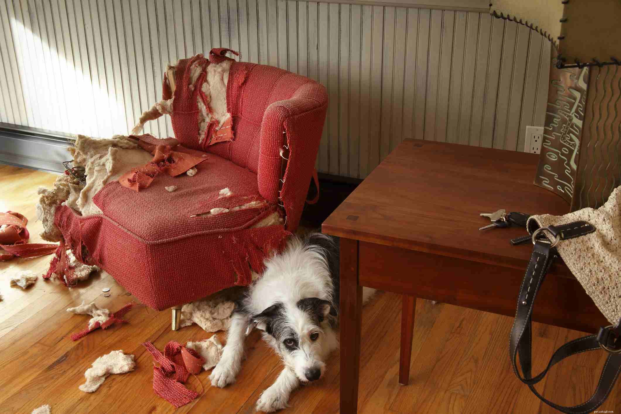 How to Stop Your Puppy from Chewing Everything: Proven Strategies