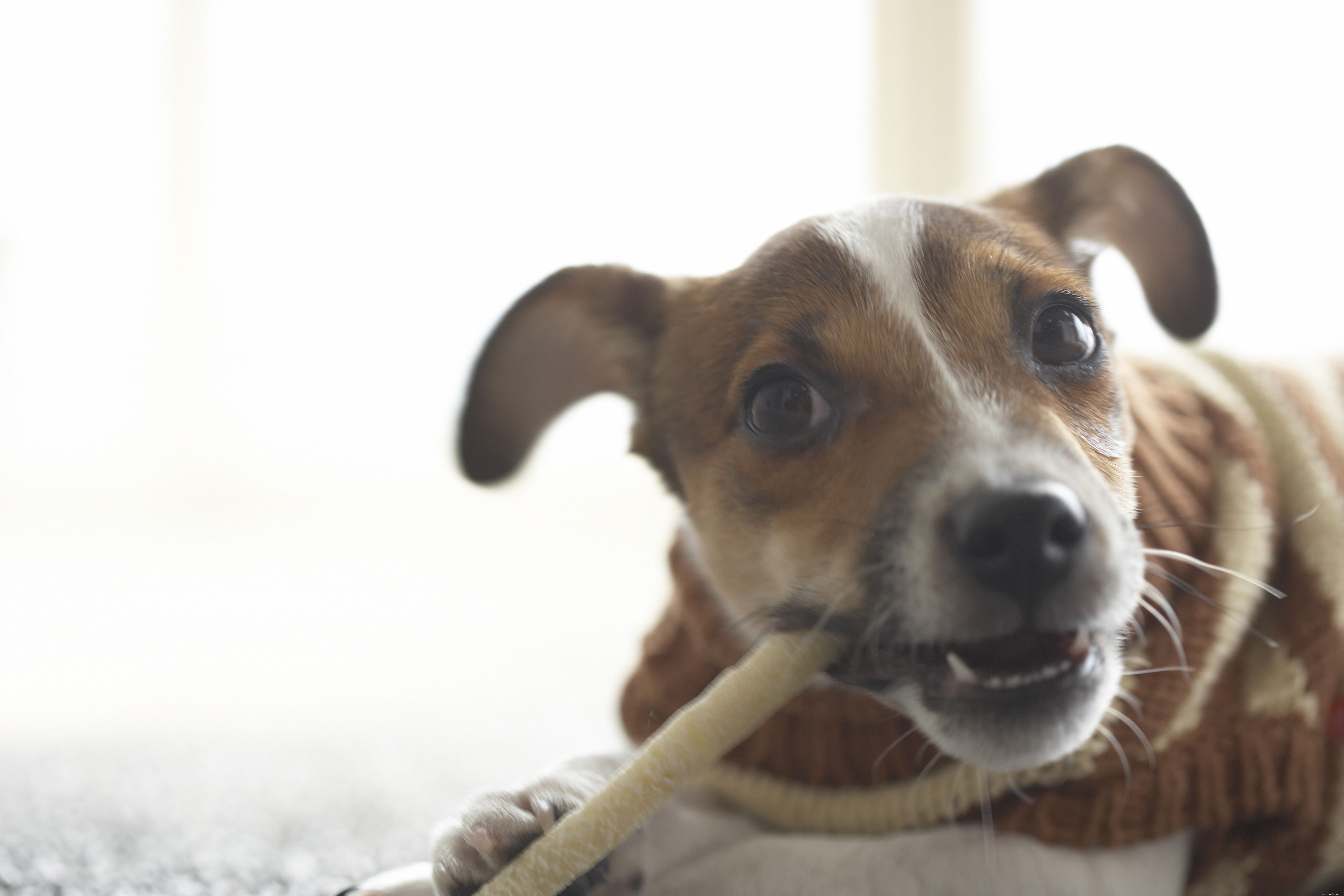 How to Stop Your Puppy from Chewing Everything: Proven Strategies