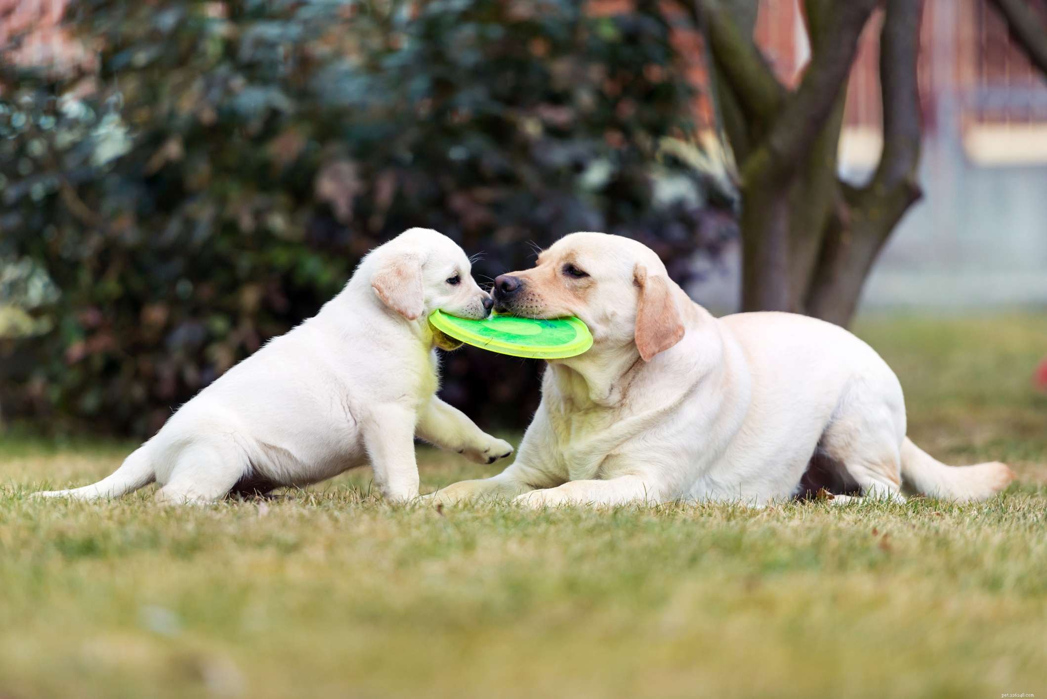 How to Stop Your Puppy from Chewing Everything: Proven Strategies