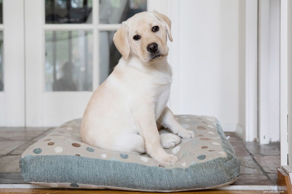 Puppy Care 101: Expert Tips for Raising a Happy, Healthy Dog