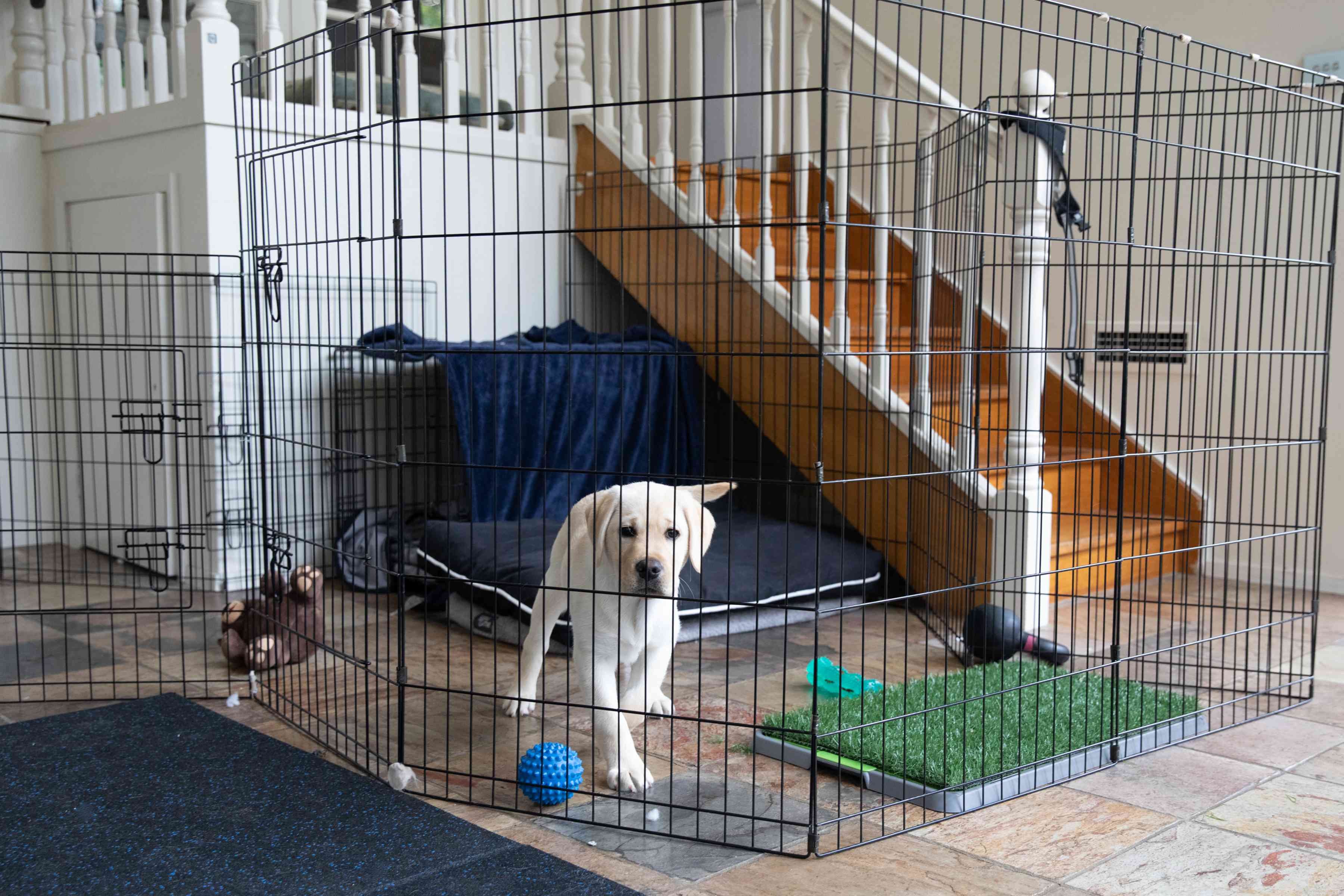 Puppy Care 101: Expert Tips for Raising a Happy, Healthy Dog