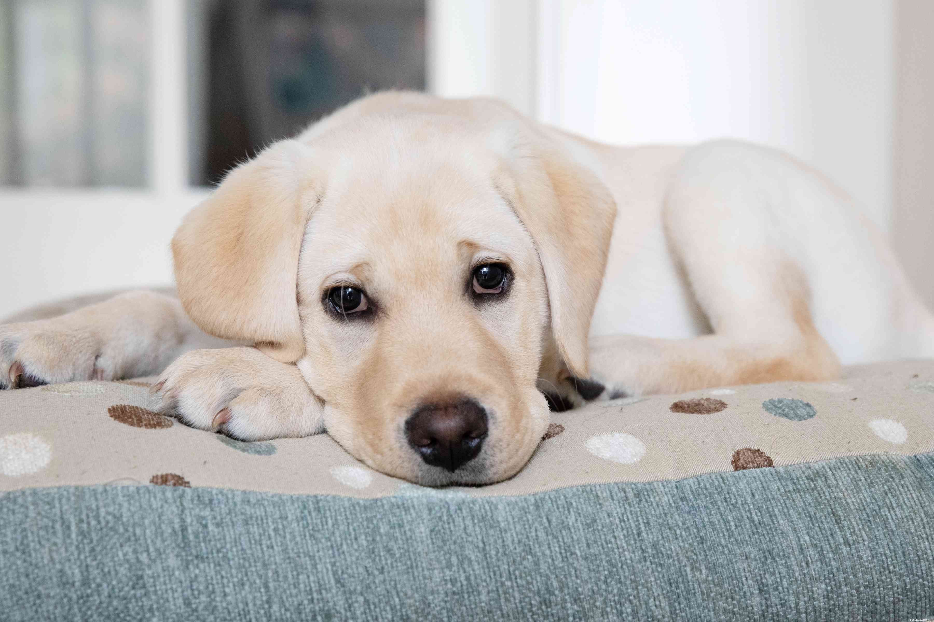Puppy Care 101: Expert Tips for Raising a Happy, Healthy Dog