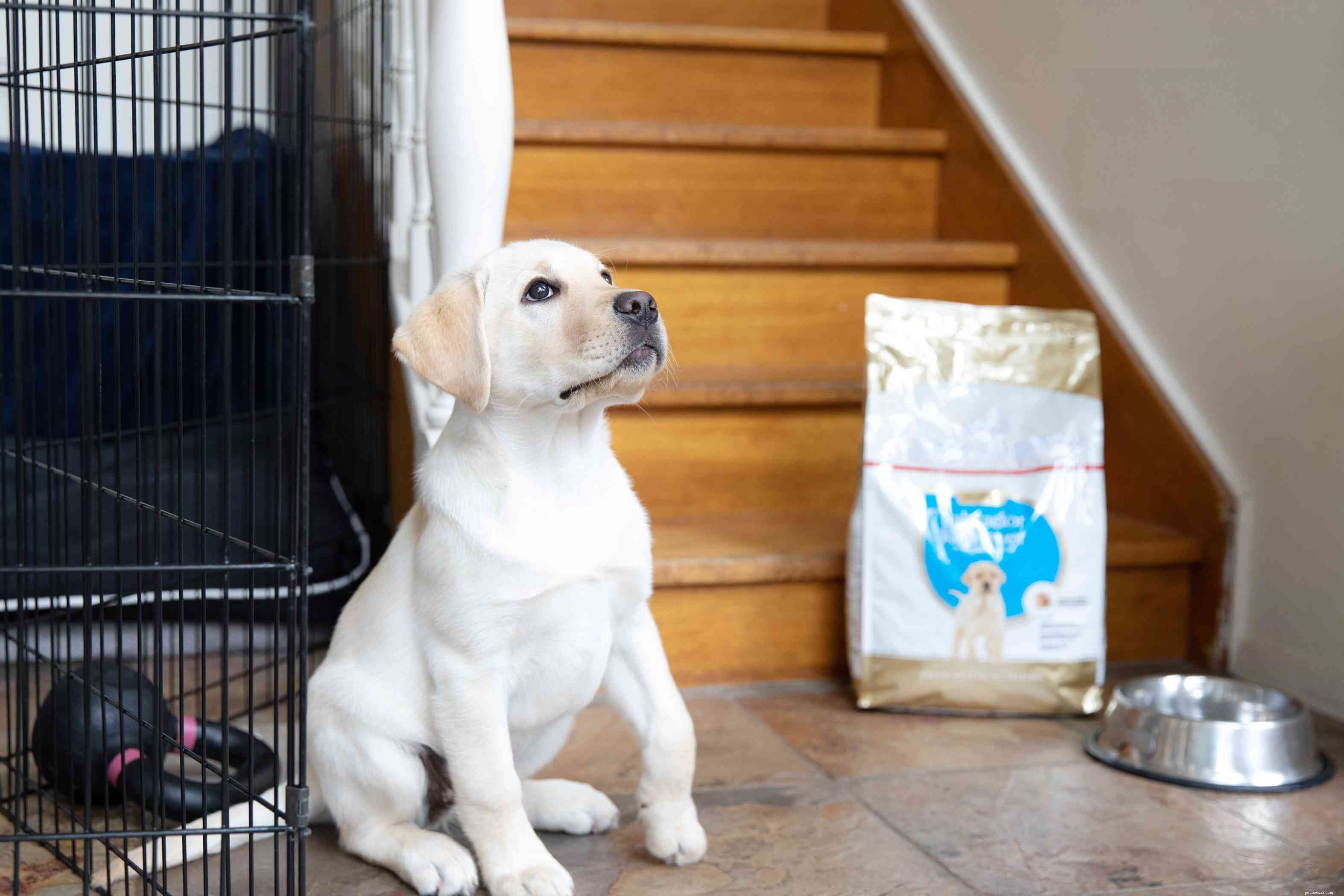 Puppy Care 101: Expert Tips for Raising a Happy, Healthy Dog