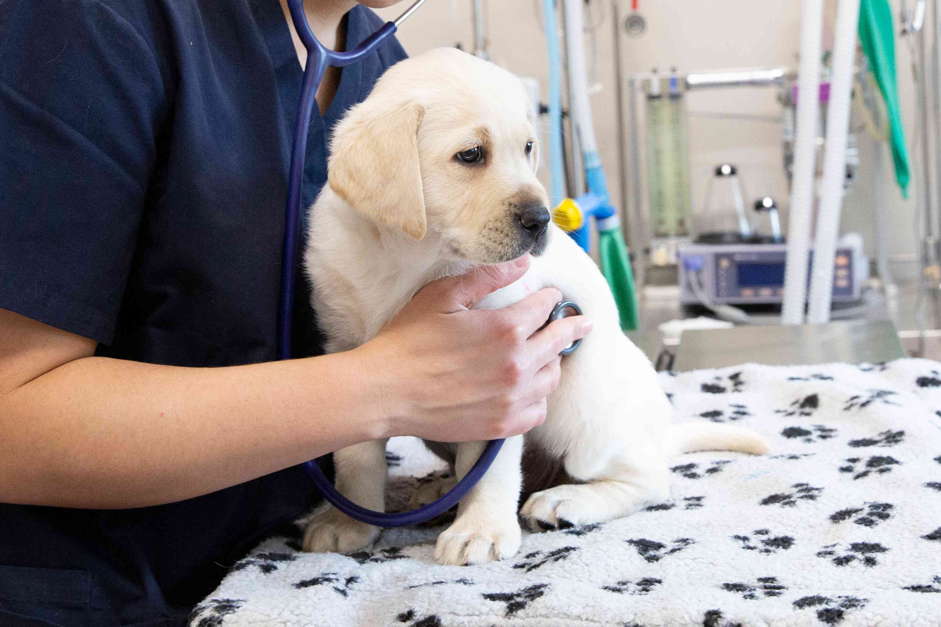 Puppy Care 101: Expert Tips for Raising a Happy, Healthy Dog