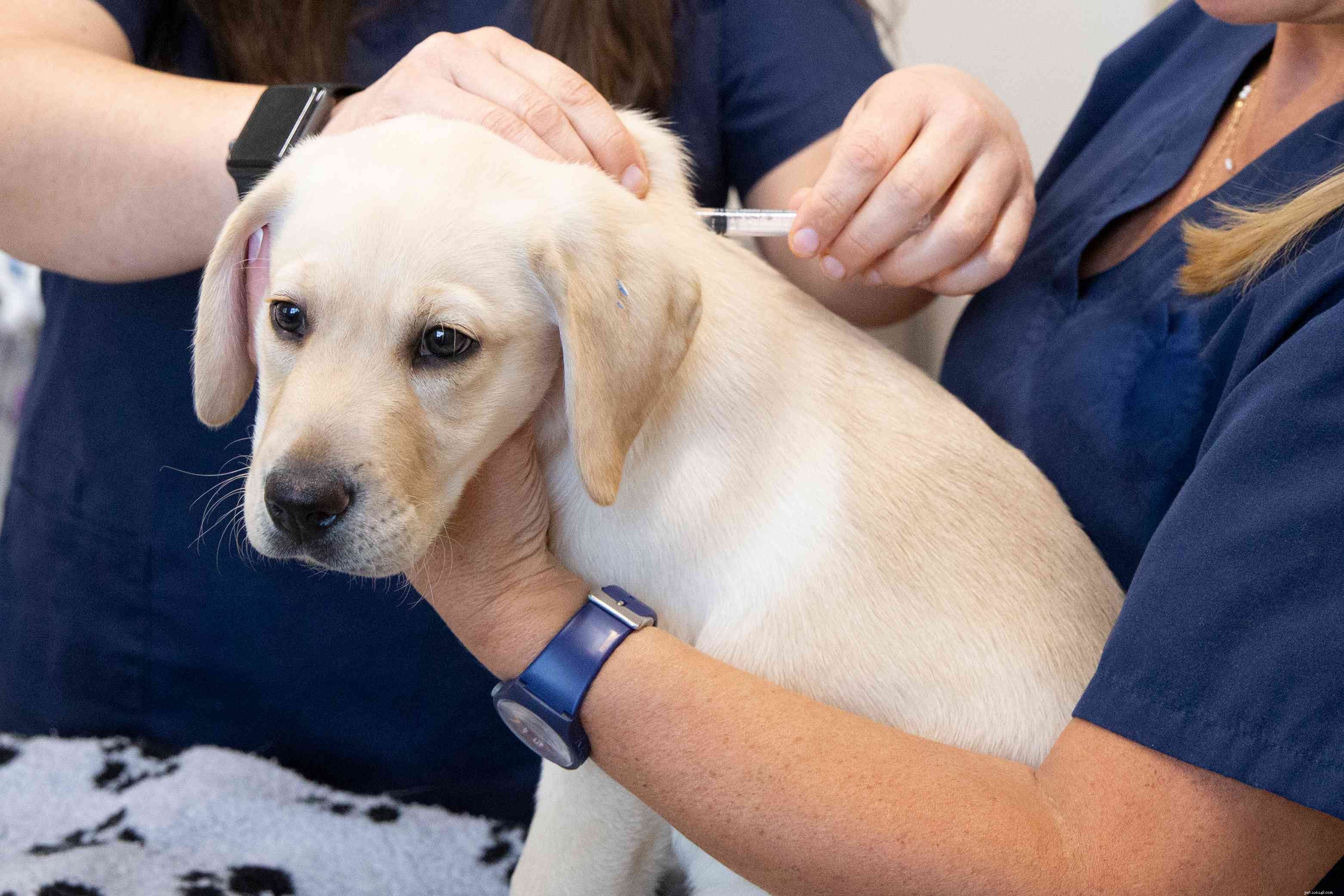Puppy Care 101: Expert Tips for Raising a Happy, Healthy Dog