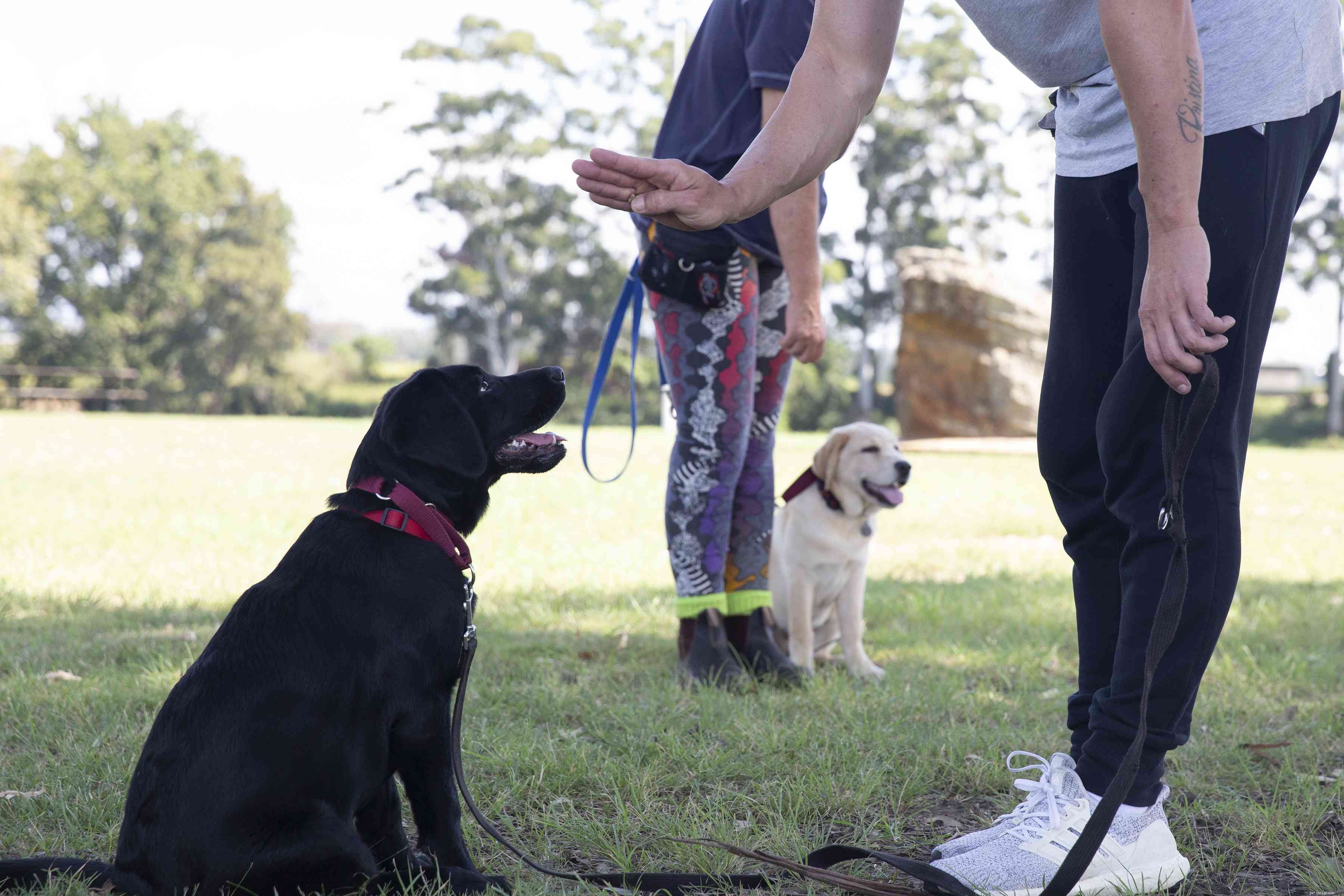 Puppy Care 101: Expert Tips for Raising a Happy, Healthy Dog