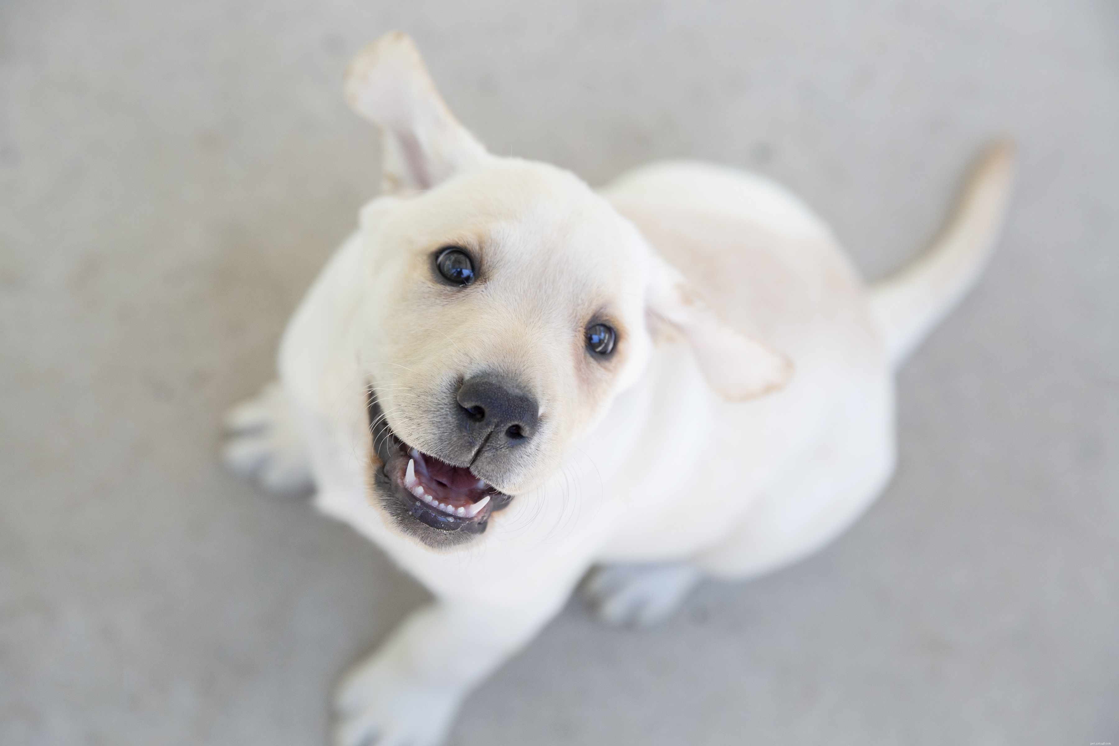 Puppy Care 101: Expert Tips for Raising a Happy, Healthy Dog