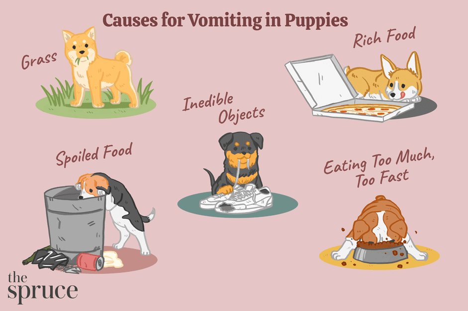 Understanding and Managing Vomiting in Puppies: Causes, Symptoms, and When to Seek Veterinary Care