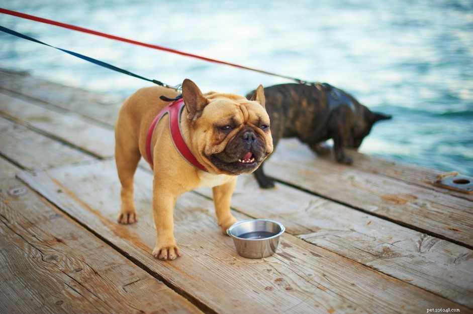 Puppy Dehydration: Key Signs, Causes, and Prevention Tips