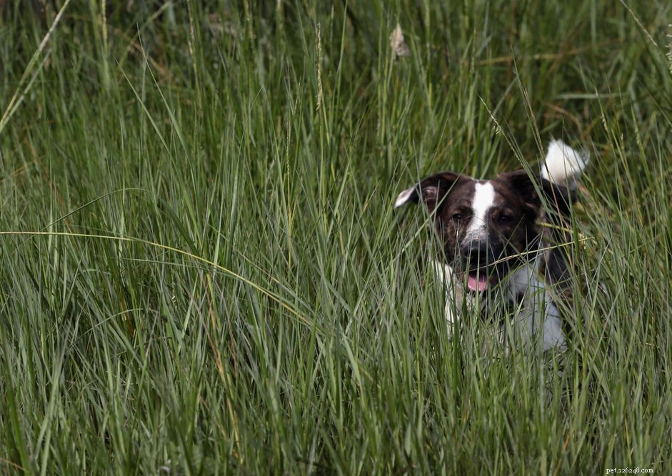 Preventing Tick Bites in Puppies: Risks & Removal